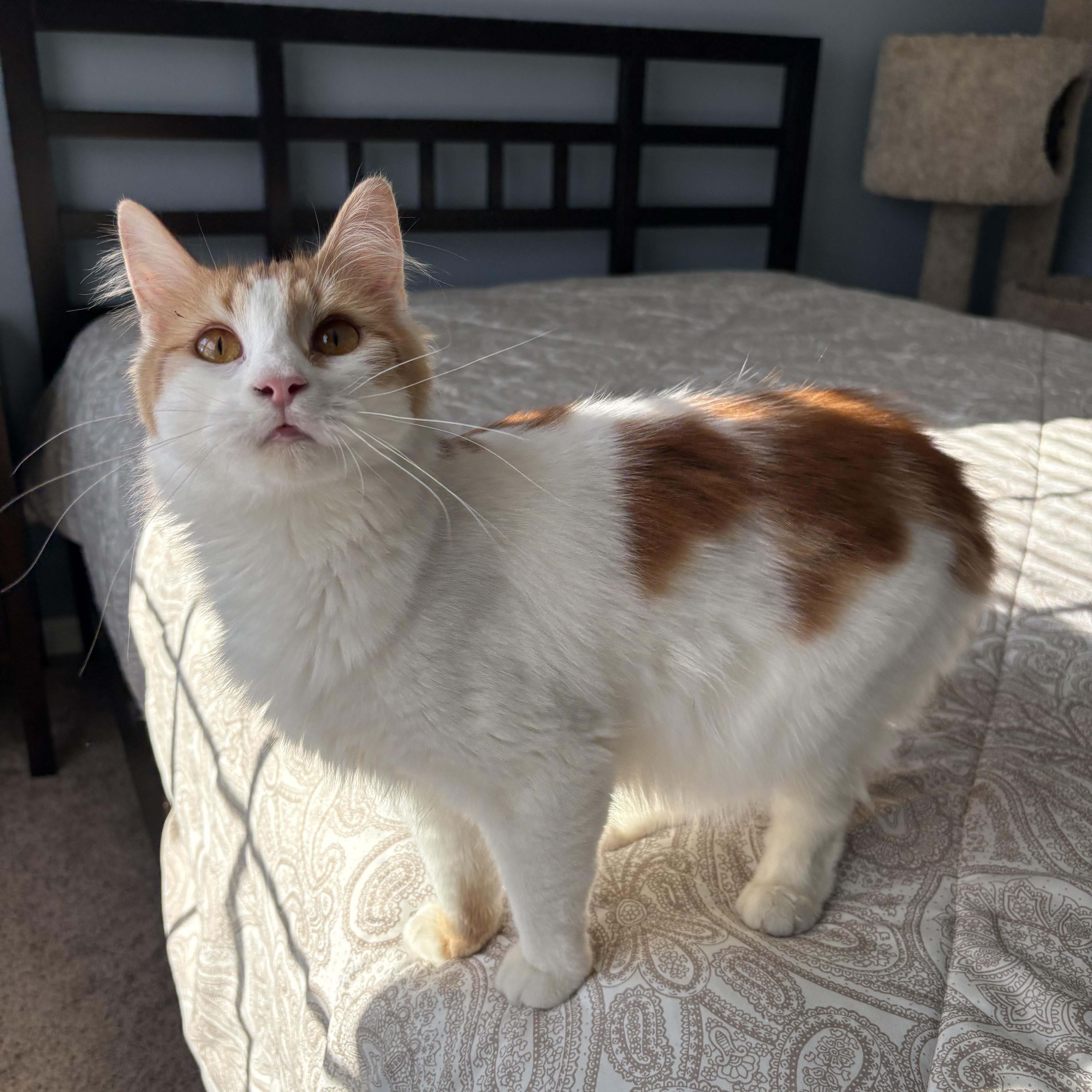 Enlarge Poppy, a ADOPTABLE mixed breed in Chesapeake Beach, MD image 6/6