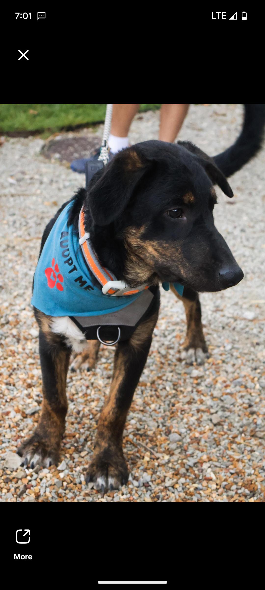 Rusty, an adoptable Beauceron, Australian Shepherd in Hollister, MO, 65672 | Photo Image 3