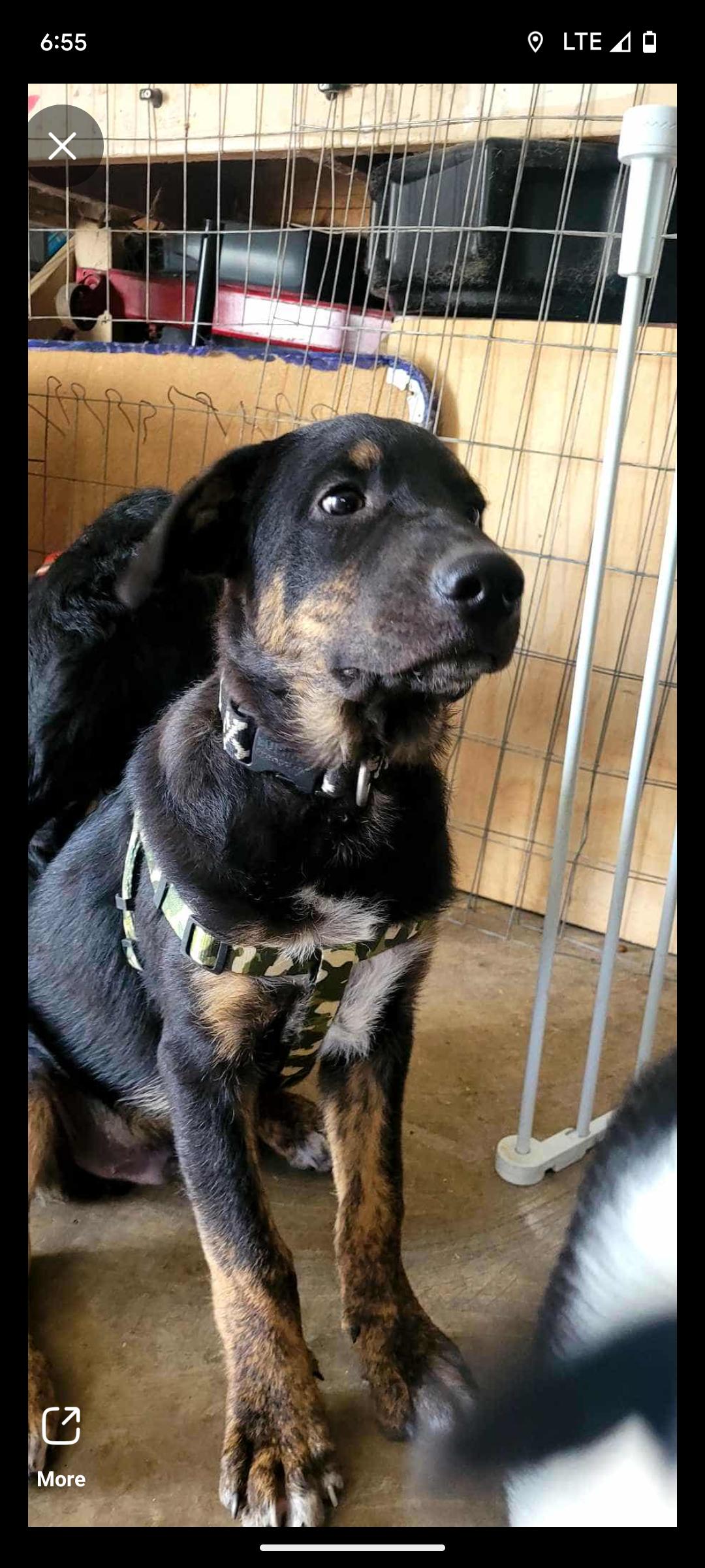 Rusty, an adoptable Beauceron, Australian Shepherd in Hollister, MO, 65672 | Photo Image 2