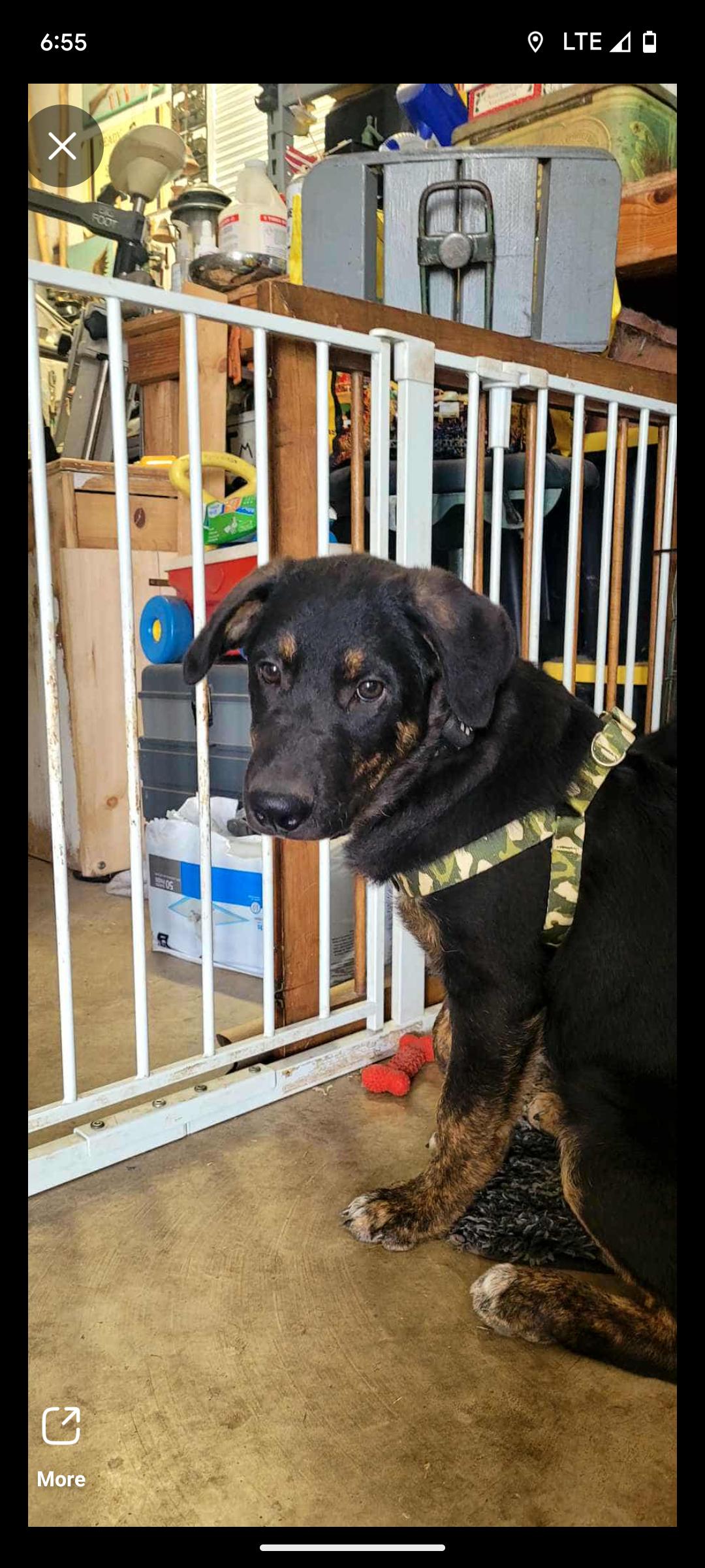 Rusty, an adoptable Beauceron, Australian Shepherd in Hollister, MO, 65672 | Photo Image 4