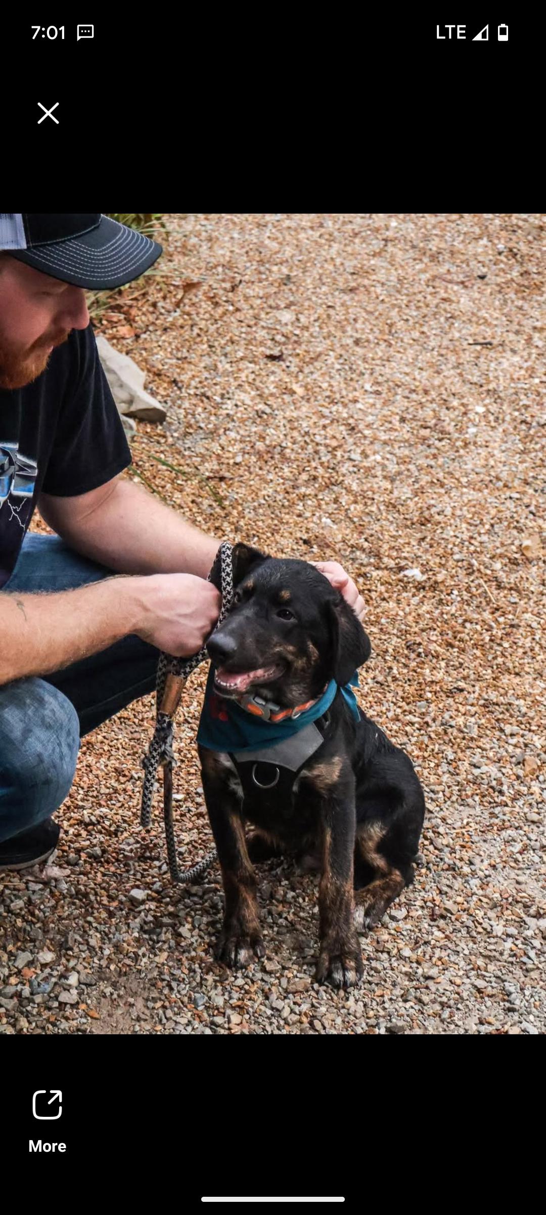 Rusty, an adoptable Beauceron, Australian Shepherd in Hollister, MO, 65672 | Photo Image 1