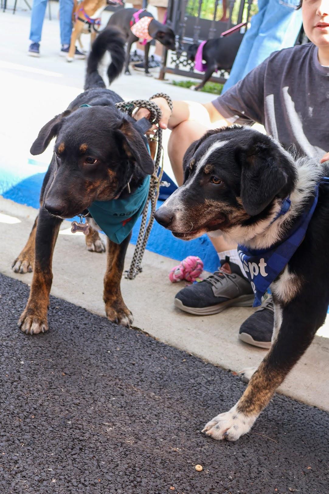 Rusty, an adoptable Beauceron, Australian Shepherd in Hollister, MO, 65672 | Photo Image 5