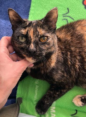 Mamaita, ADOPTABLE, Adult Female Domestic Short Hair.