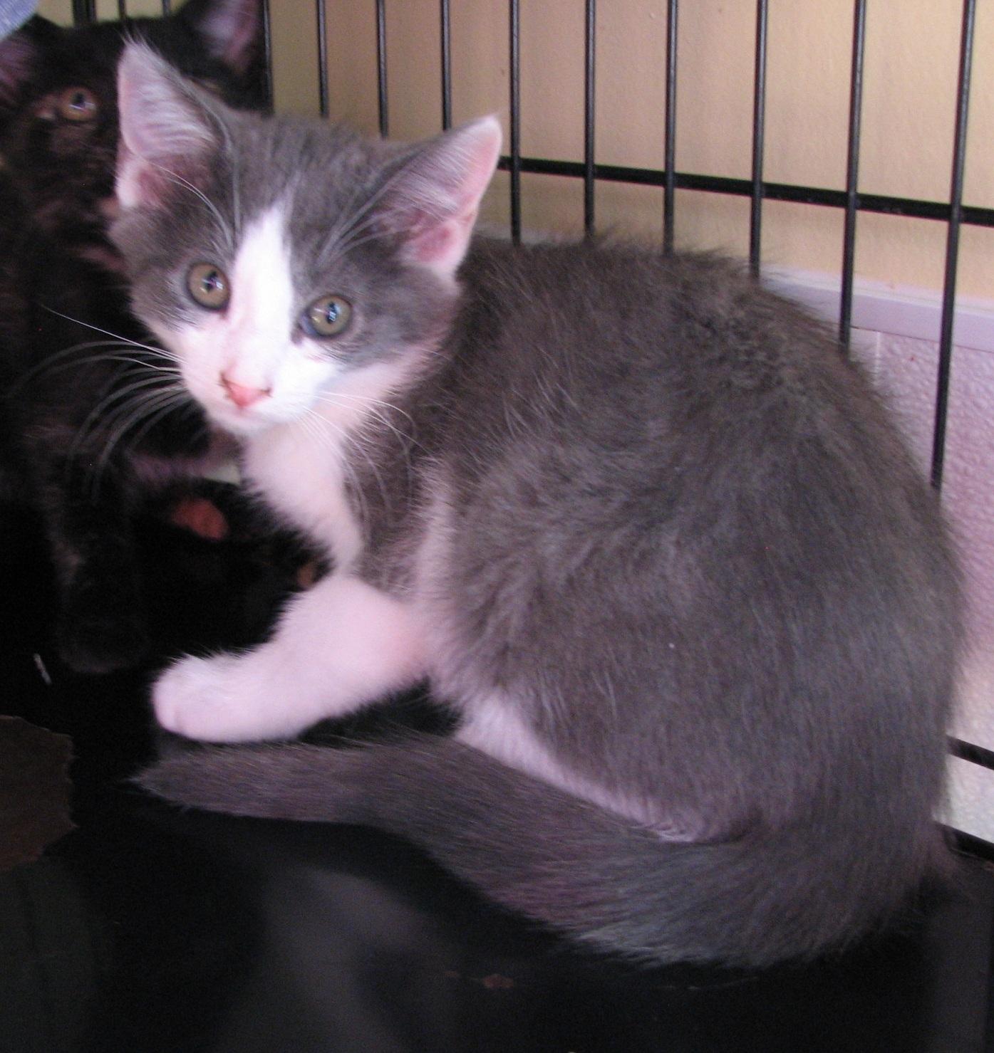 Enlarge 5493 Maverick, a ADOPTABLE Domestic Short Hair in Lawrenceburg, KY image 6/6
