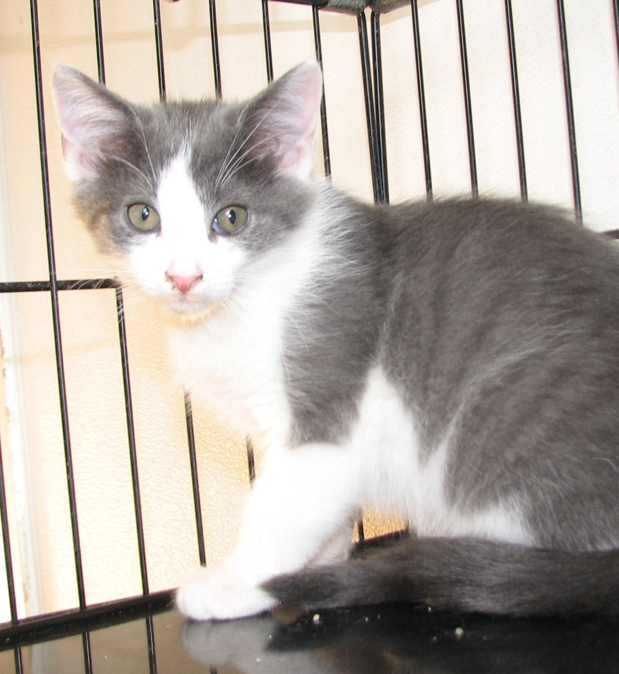 Enlarge 5493 Maverick, a ADOPTABLE Domestic Short Hair in Lawrenceburg, KY image 3/6