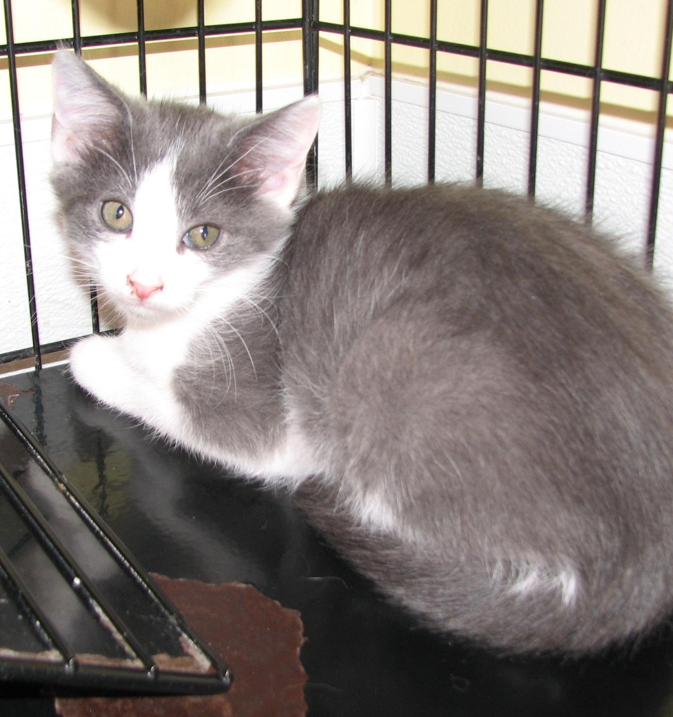 Enlarge 5493 Maverick, a ADOPTABLE Domestic Short Hair in Lawrenceburg, KY image 4/6