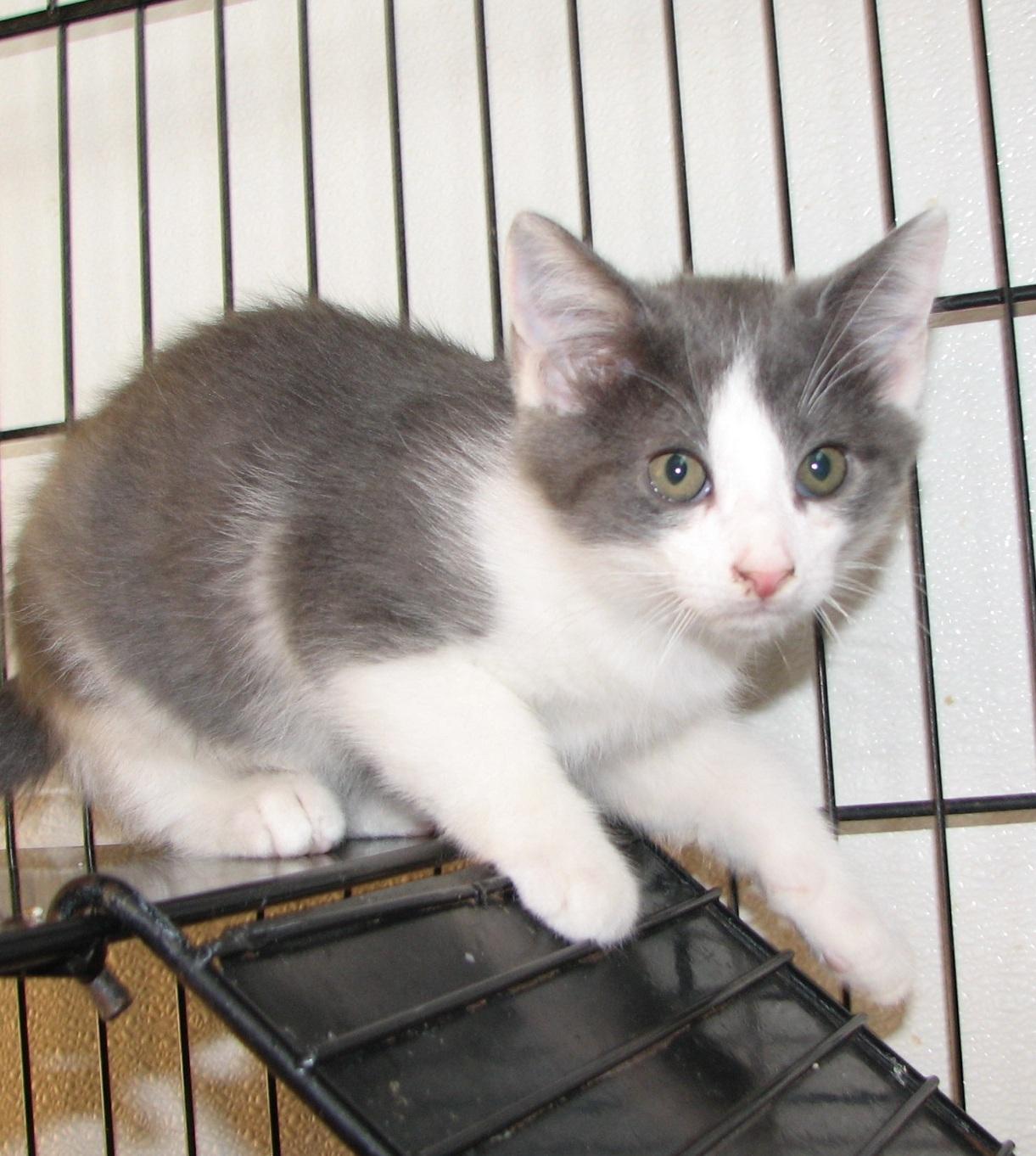Enlarge 5493 Maverick, a ADOPTABLE Domestic Short Hair in Lawrenceburg, KY image 5/6