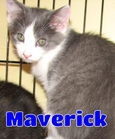 Enlarge 5493 Maverick, a ADOPTABLE Domestic Short Hair in Lawrenceburg, KY image 1/6