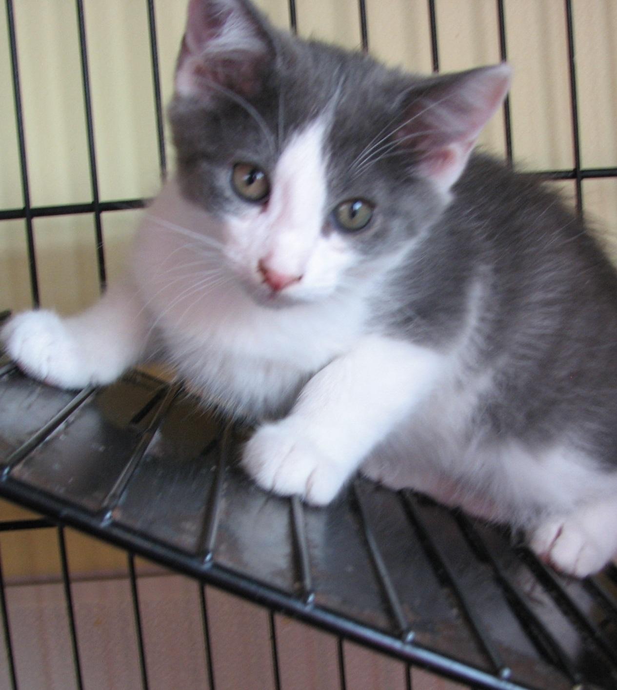Enlarge 5493 Maverick, a ADOPTABLE Domestic Short Hair in Lawrenceburg, KY image 2/6