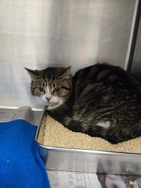 Lilo, Adoptable, Young Female Domestic Short Hair.