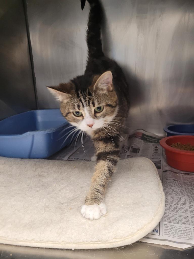 Enlarge Lilo, a Adoptable mixed breed in Angola, IN image 2/3