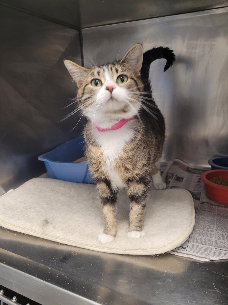 Enlarge Lilo, a Adoptable mixed breed in Angola, IN image 3/3