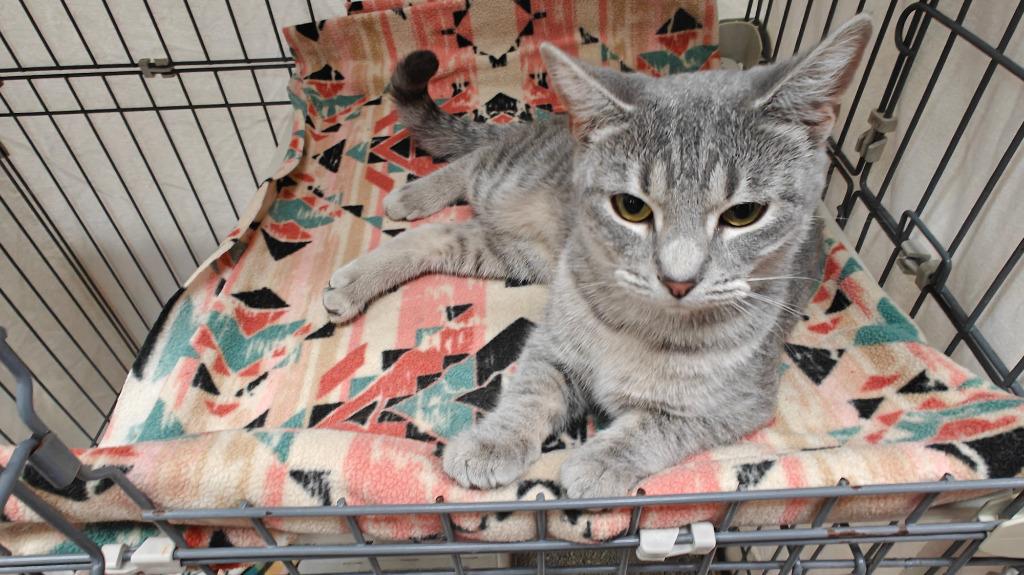 Champagne, a Adoptable mixed breed image 1/4