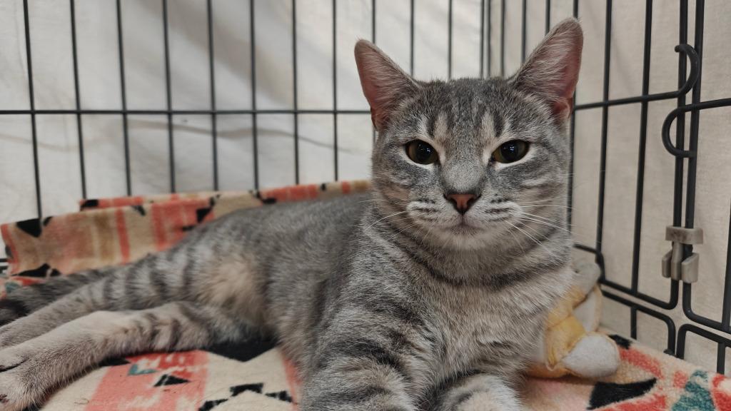 Champagne, a Adoptable mixed breed image 2/4