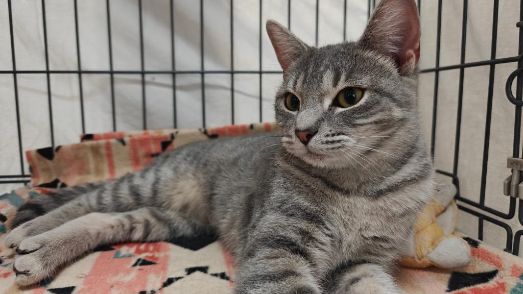 Champagne, a Adoptable mixed breed image 4/4