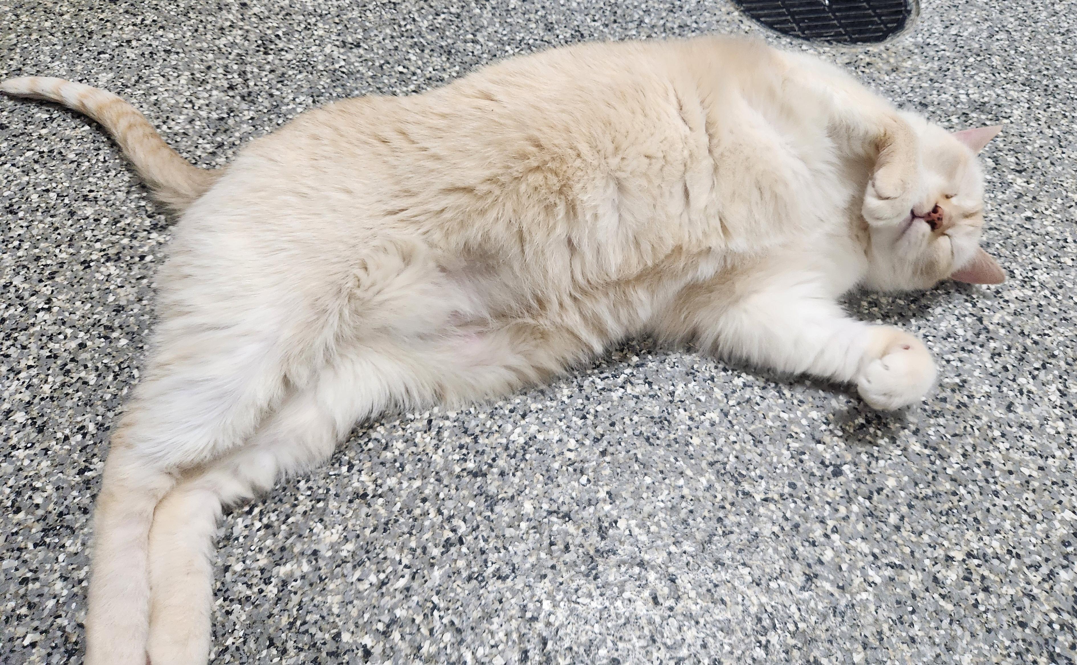 Buzzby, adoptable, Adult Male Domestic Short Hair.