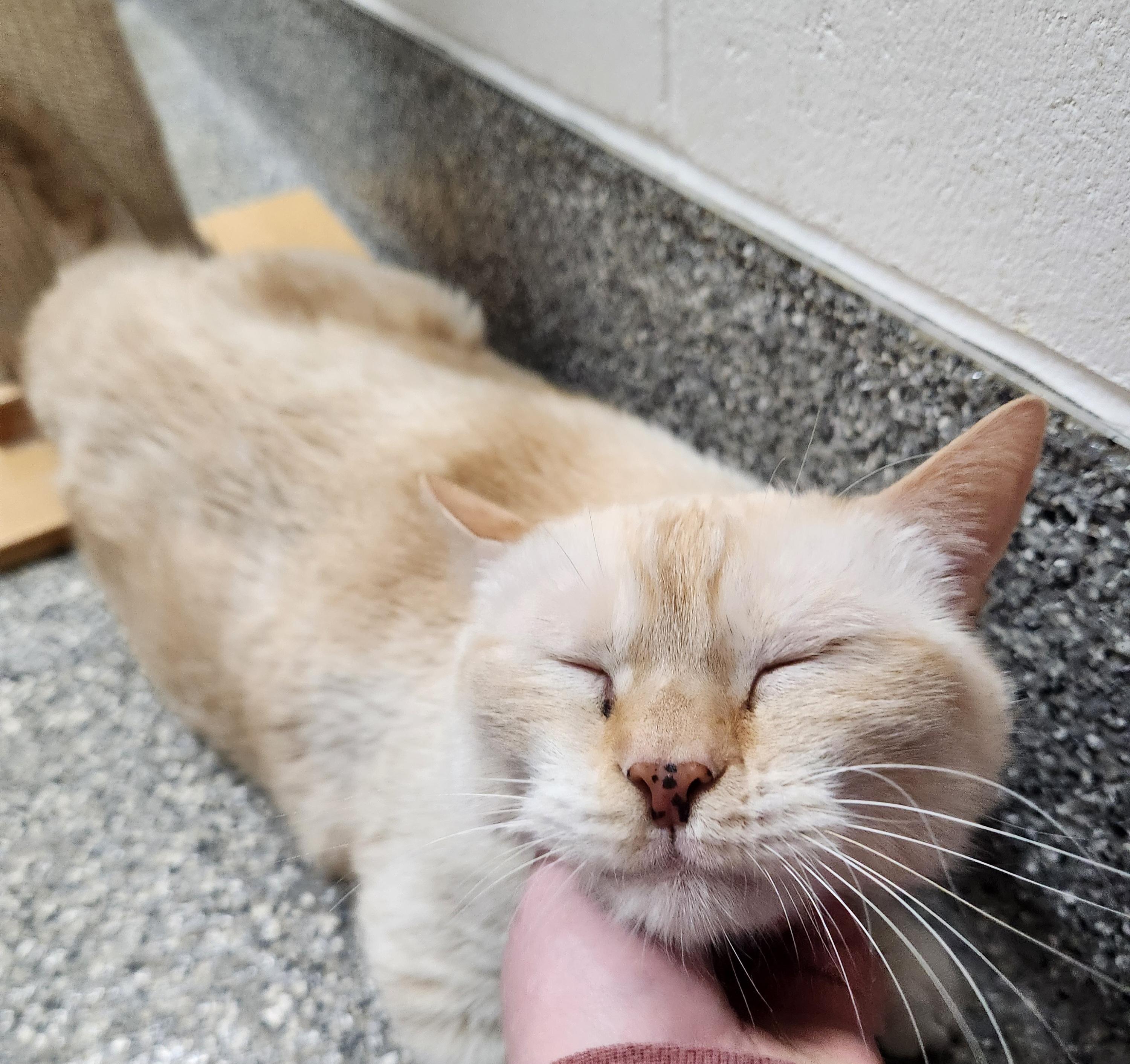 Buzzby, an adoptable Domestic Short Hair in Homer, AK image 2/5