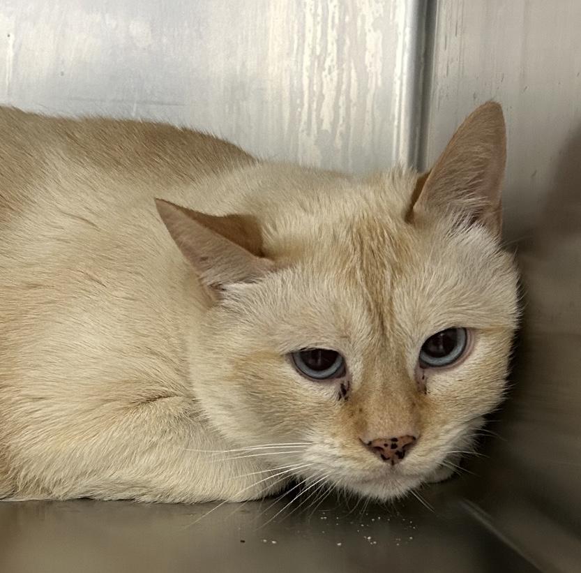 Buzzby, adoptable, Adult Male Domestic Short Hair.
