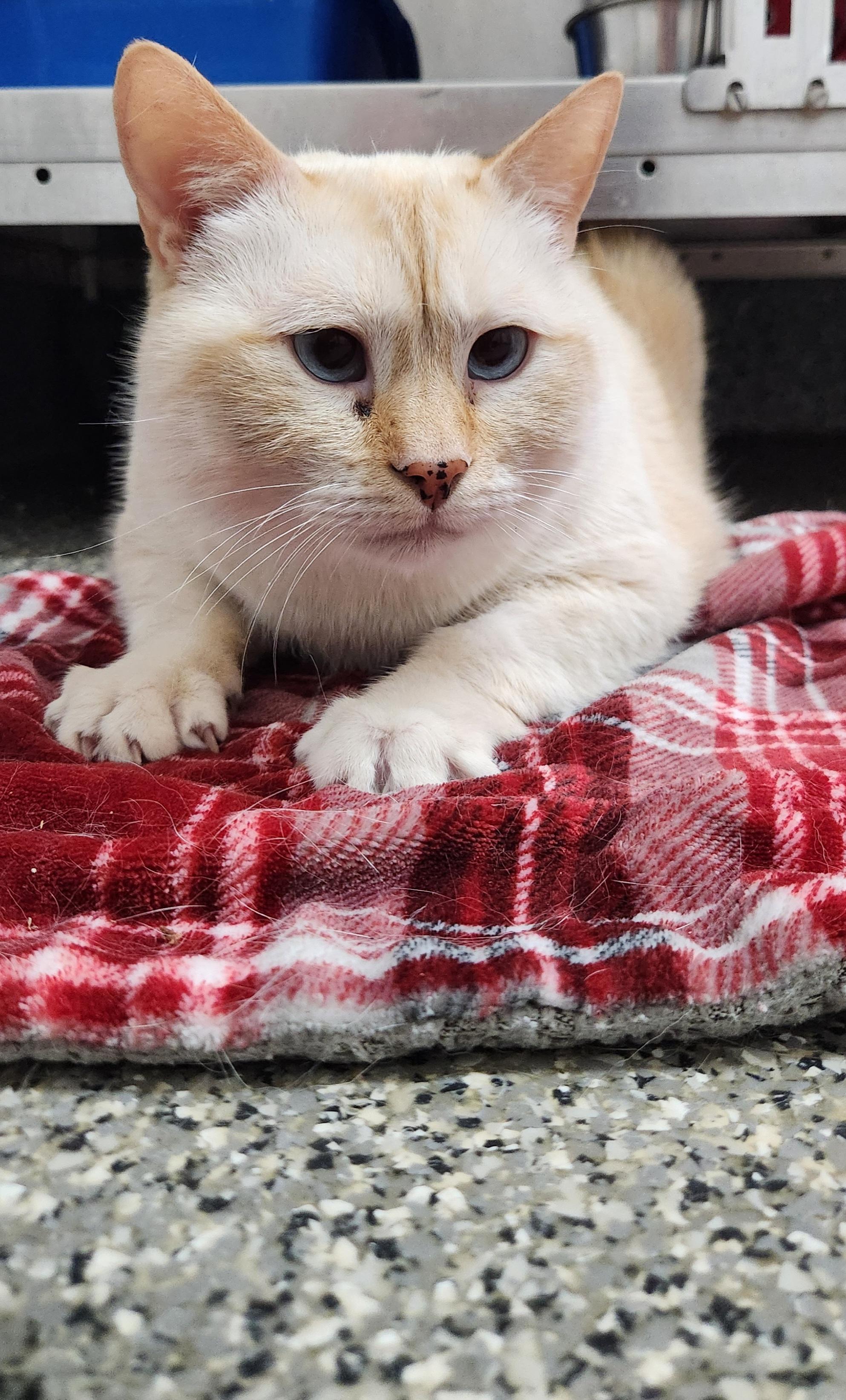 Buzzby, an adoptable Domestic Short Hair in Homer, AK image 3/5