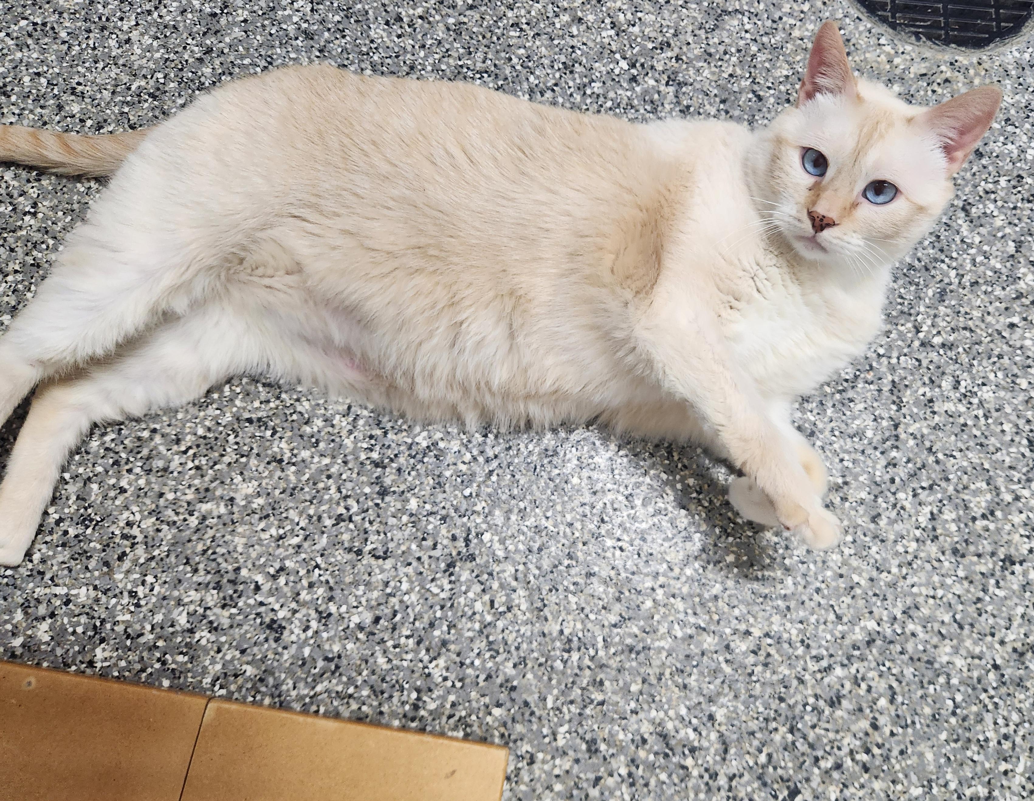 Enlarge Buzzby, an adoptable Domestic Short Hair in Homer, AK image 3/3