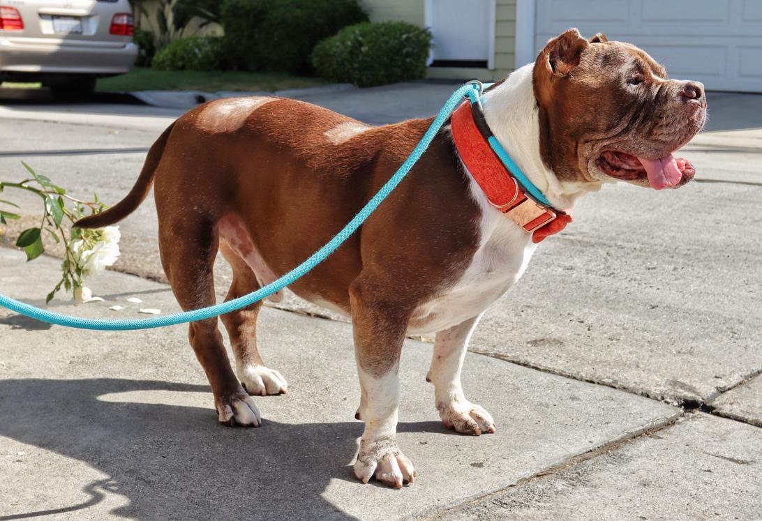 Enlarge Hank, a Adoptable mixed breed in West Hollywood, CA image 4/6