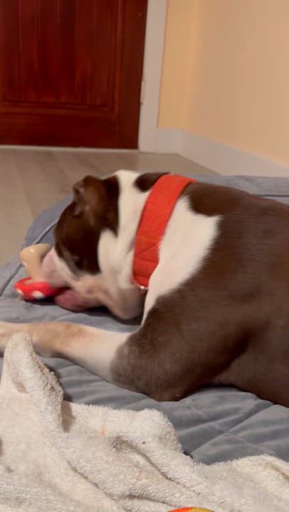 Enlarge Hank, a Adoptable mixed breed in West Hollywood, CA video 6/6