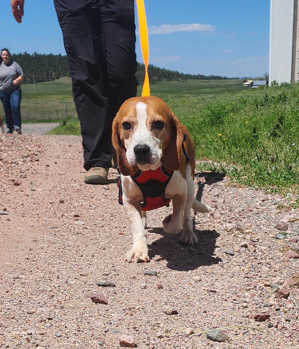 Serena, Adult Female Beagle