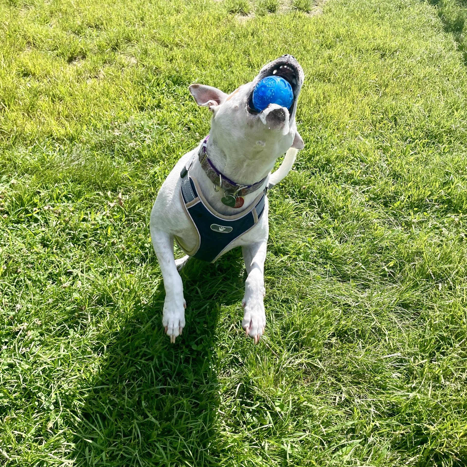 Enlarge Marsh, a Adoptable Mixed Breed in Mishawaka, IN image 9/13