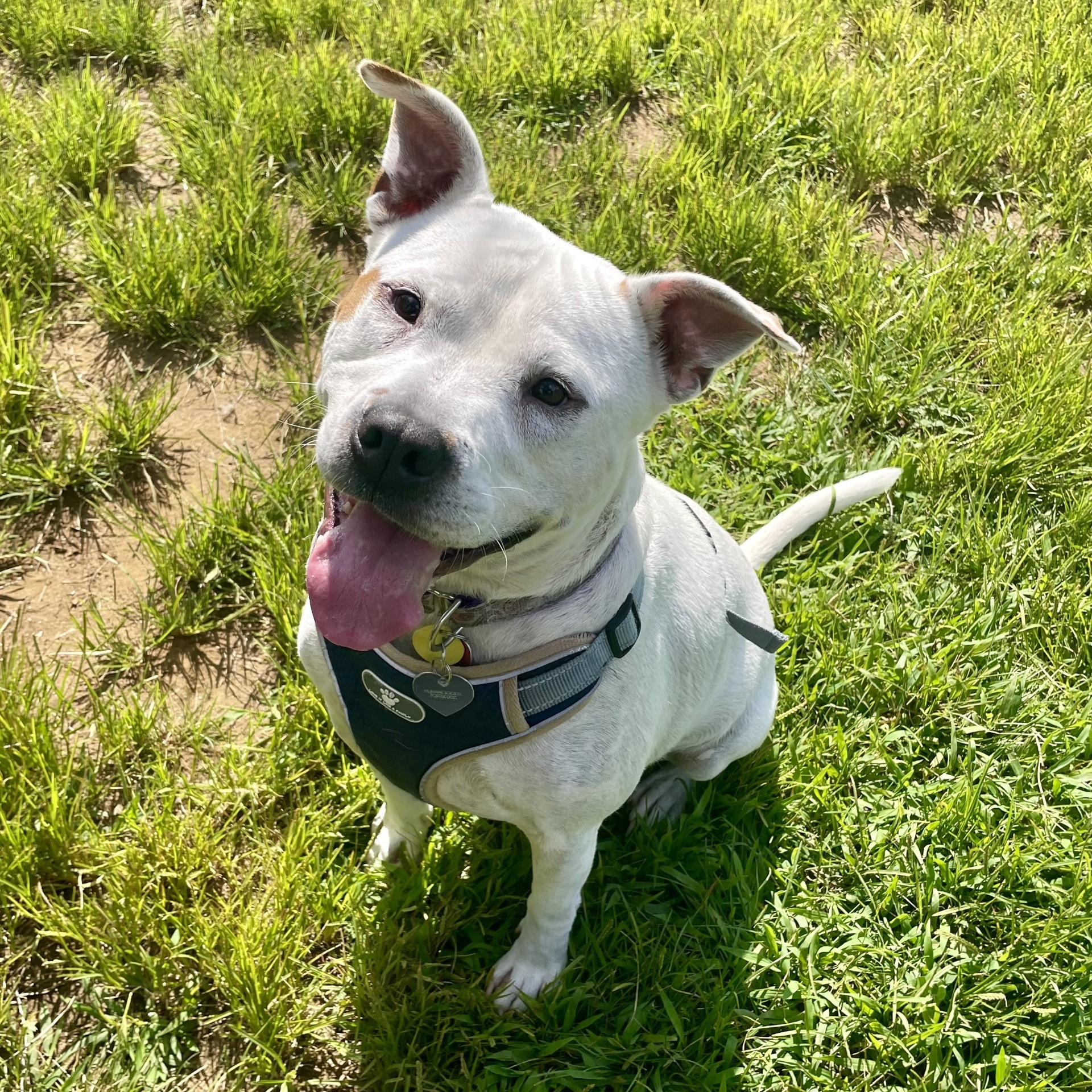 Marsh, a Adoptable Mixed Breed in Mishawaka, IN image 1/13