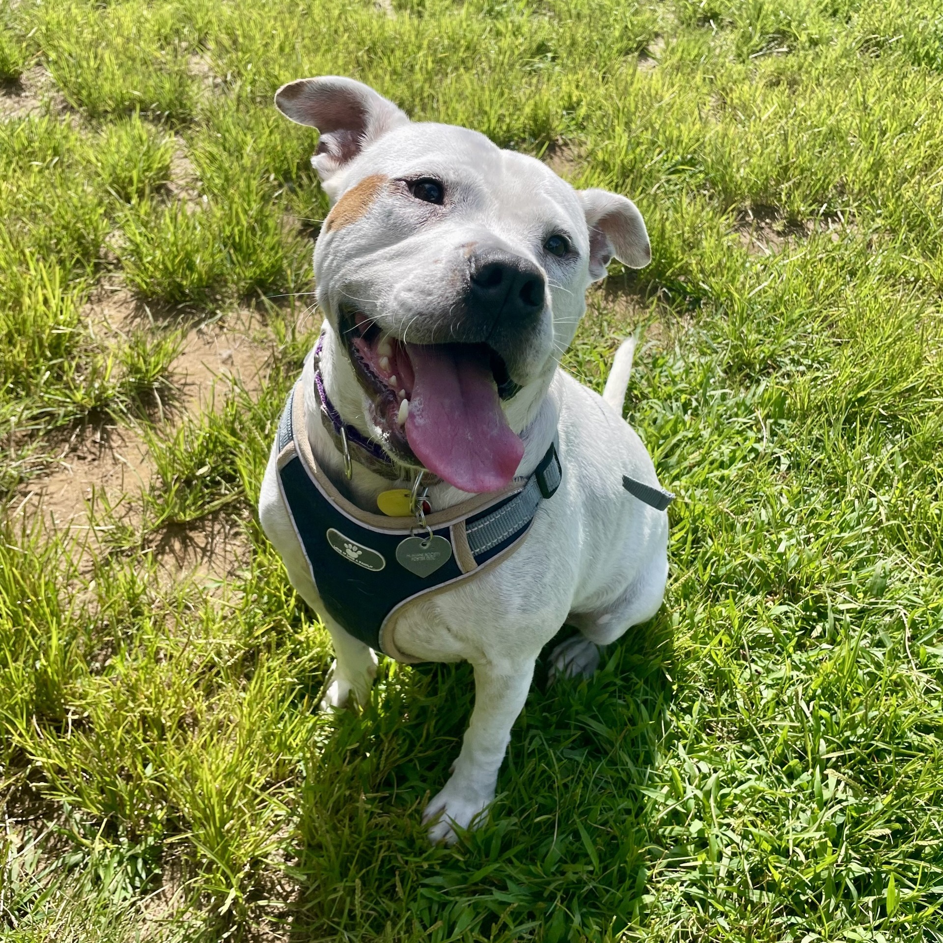 Enlarge Marsh, a Adoptable Mixed Breed in Mishawaka, IN image 11/13