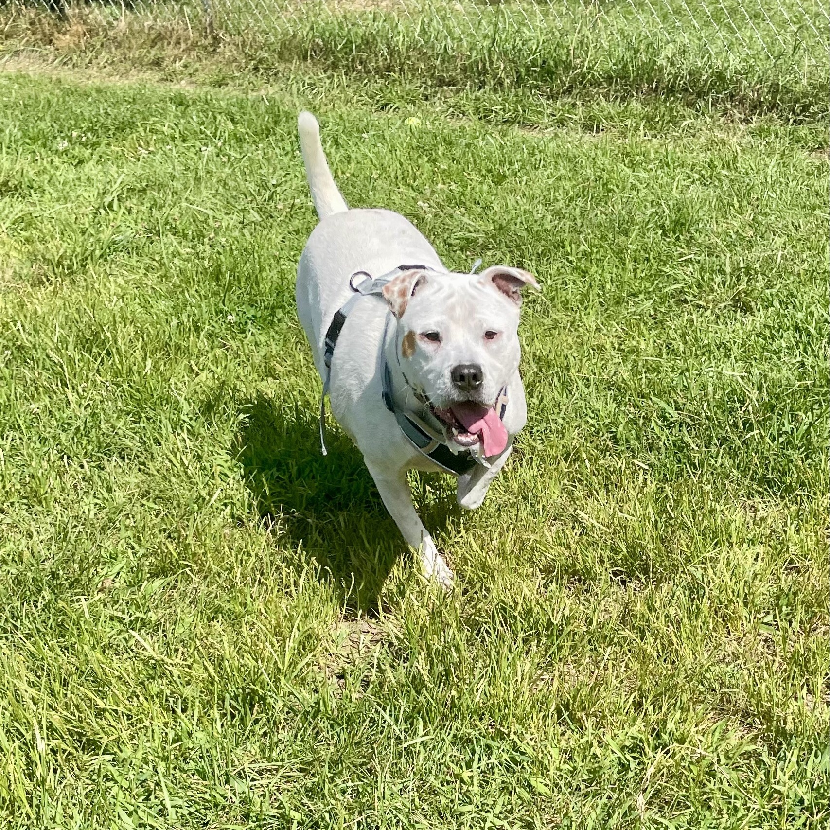 Enlarge Marsh, a Adoptable Mixed Breed in Mishawaka, IN image 12/13