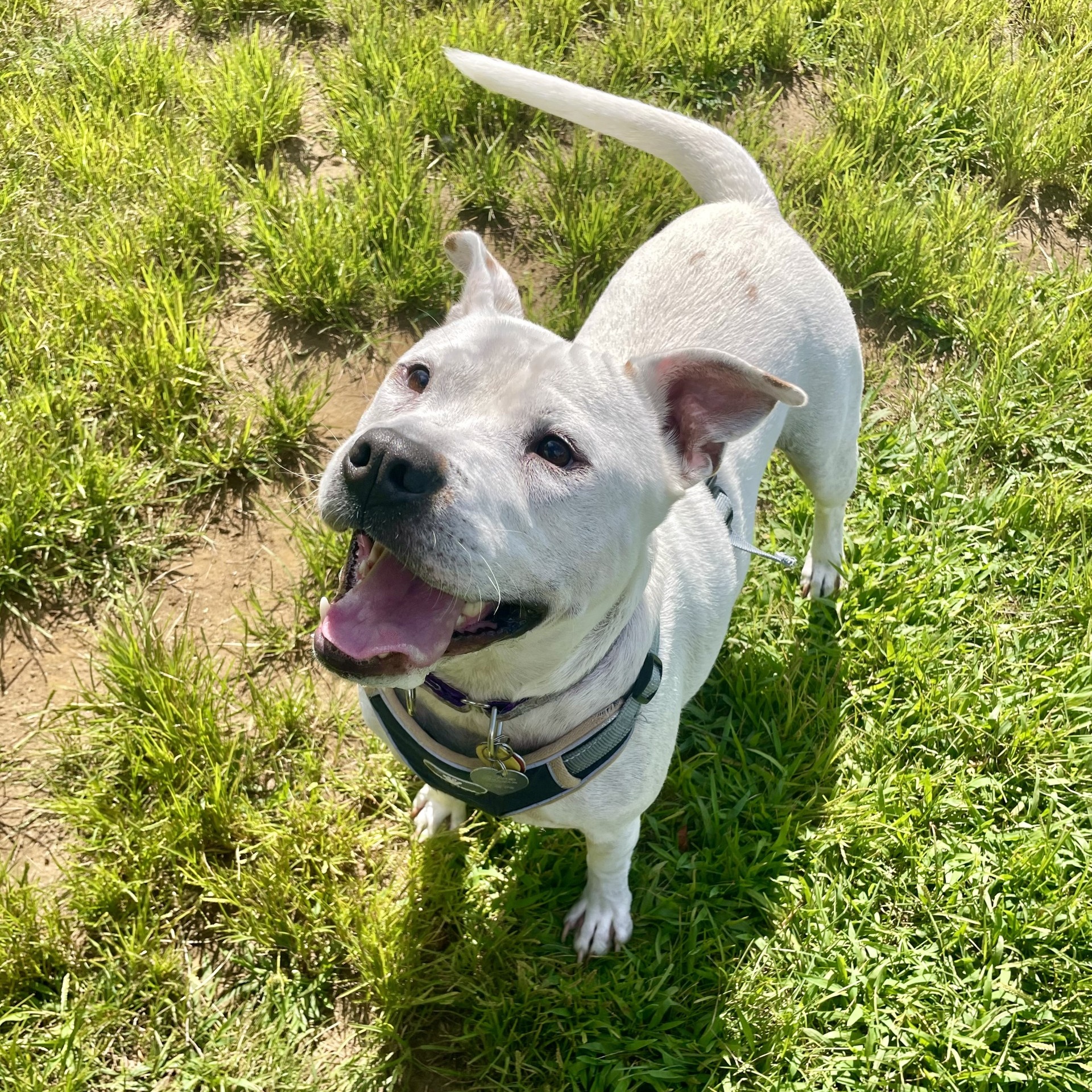 Enlarge Marsh, a Adoptable Mixed Breed in Mishawaka, IN image 13/13