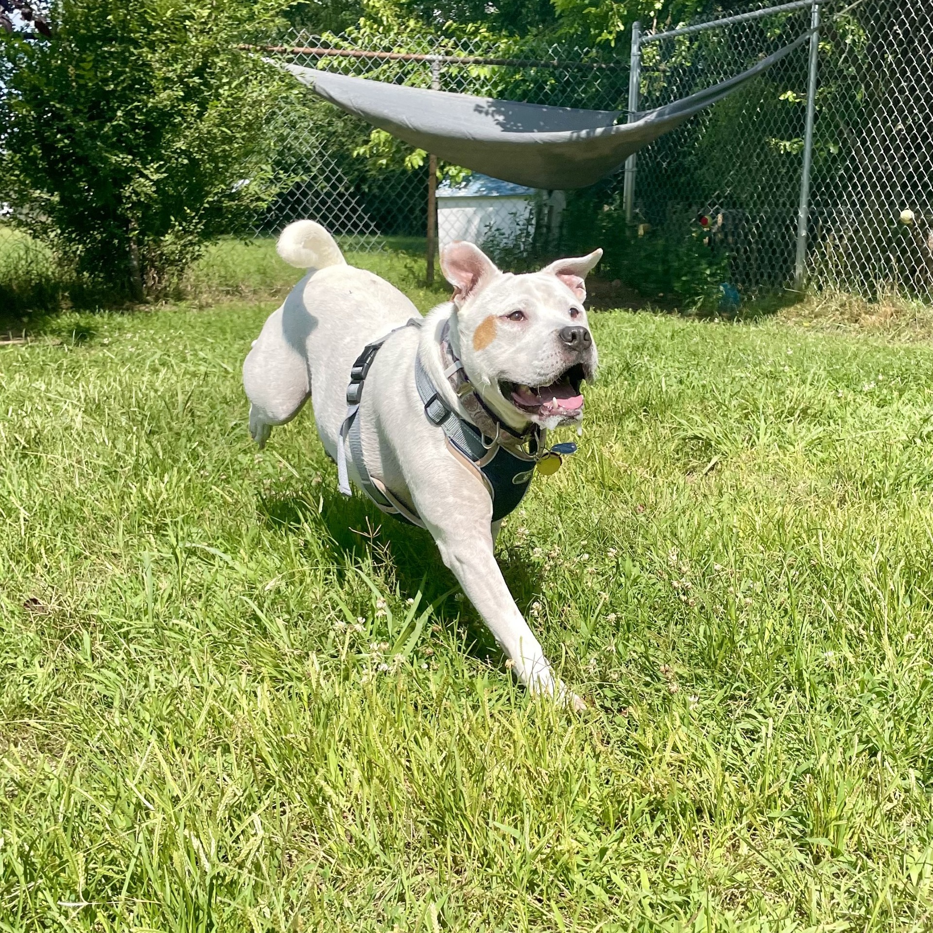 Enlarge Marsh, a Adoptable Mixed Breed in Mishawaka, IN image 10/13