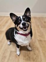 Enlarge Tucker, a ADOPTABLE mixed breed in Woodstock, IL image 1/3