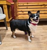 Enlarge Tucker, a ADOPTABLE mixed breed in Woodstock, IL image 3/3