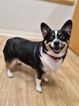 Enlarge Tucker, a ADOPTABLE mixed breed in Woodstock, IL image 2/3