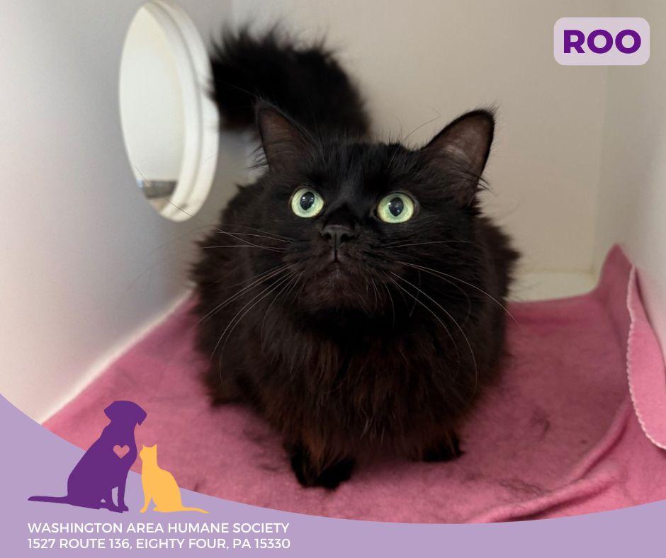 Roo, Adult Female Domestic Long Hair