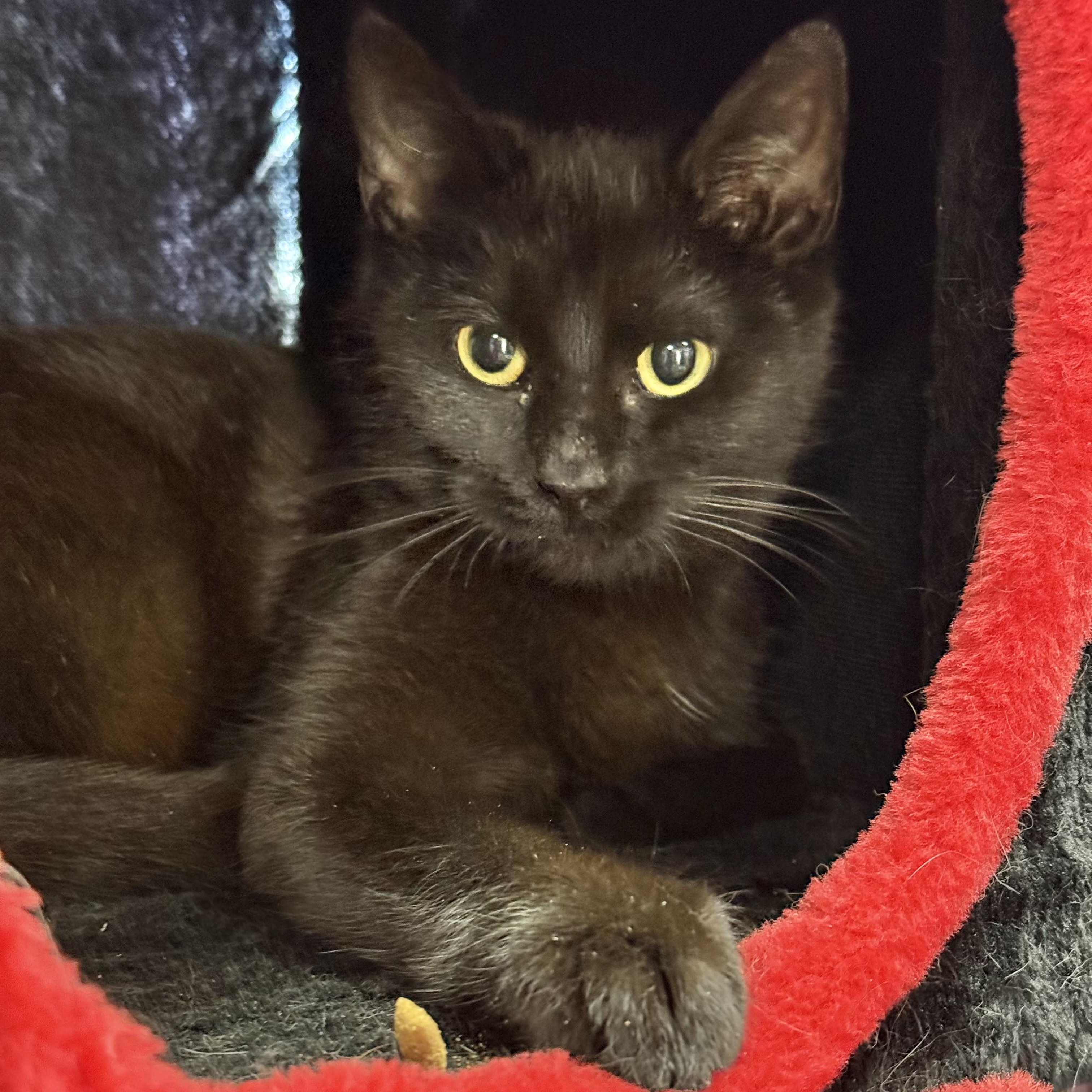 Enlarge Salem, an adoptable Domestic Medium Hair in Collierville, TN image 3/6