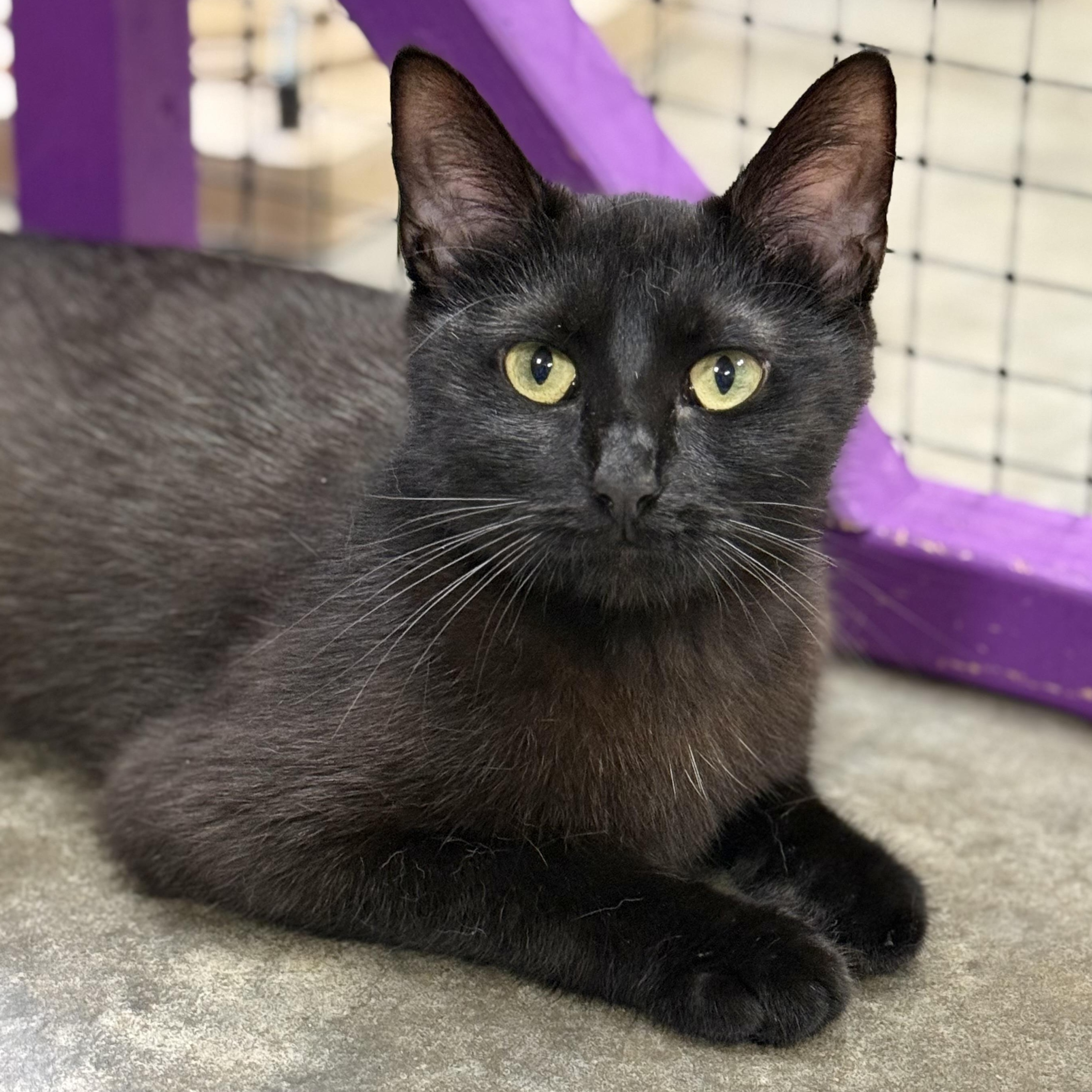 Salem, adoptable, Young Female Domestic Medium Hair.
