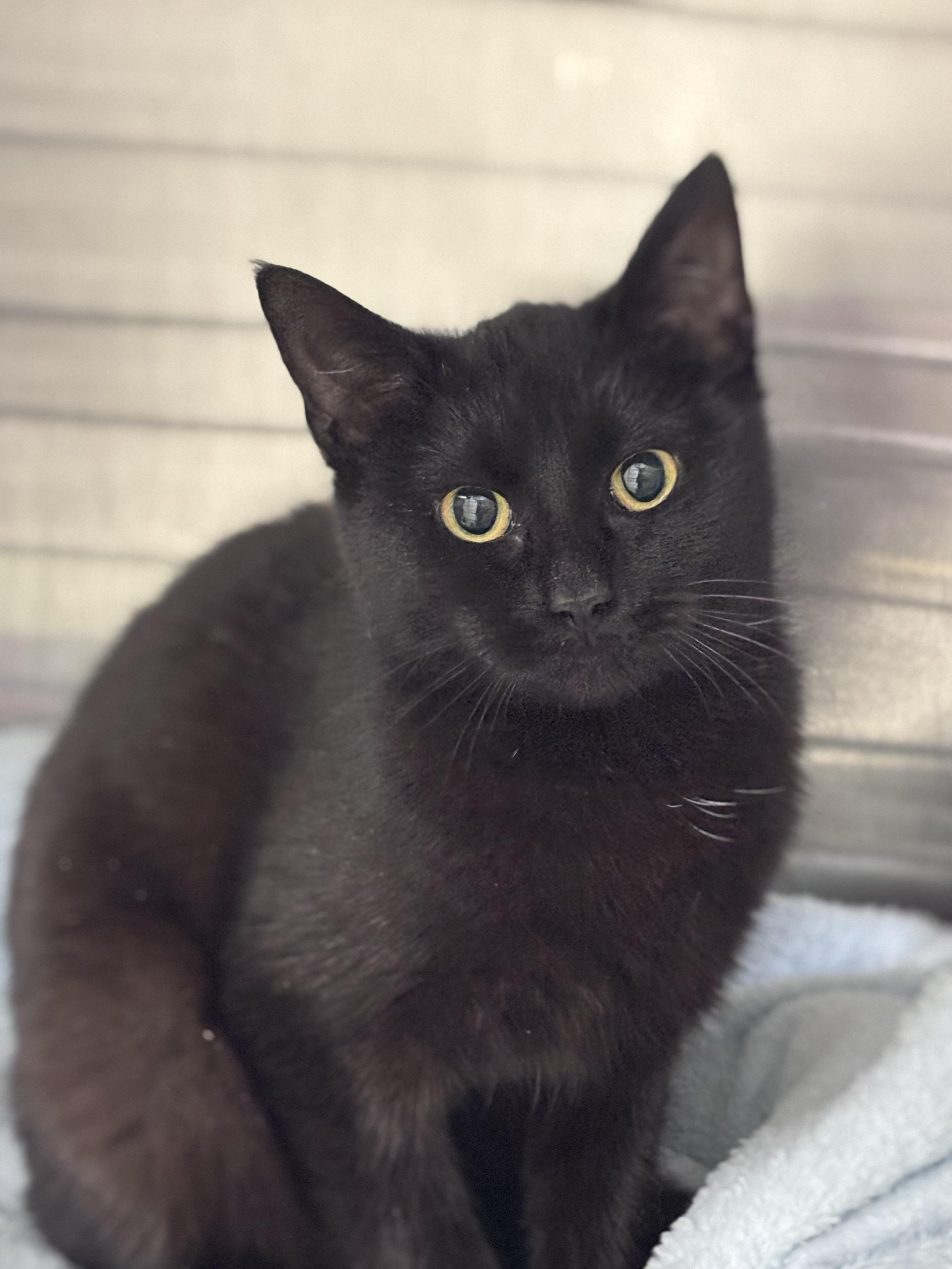 Salem, adoptable, Young Female Domestic Medium Hair.