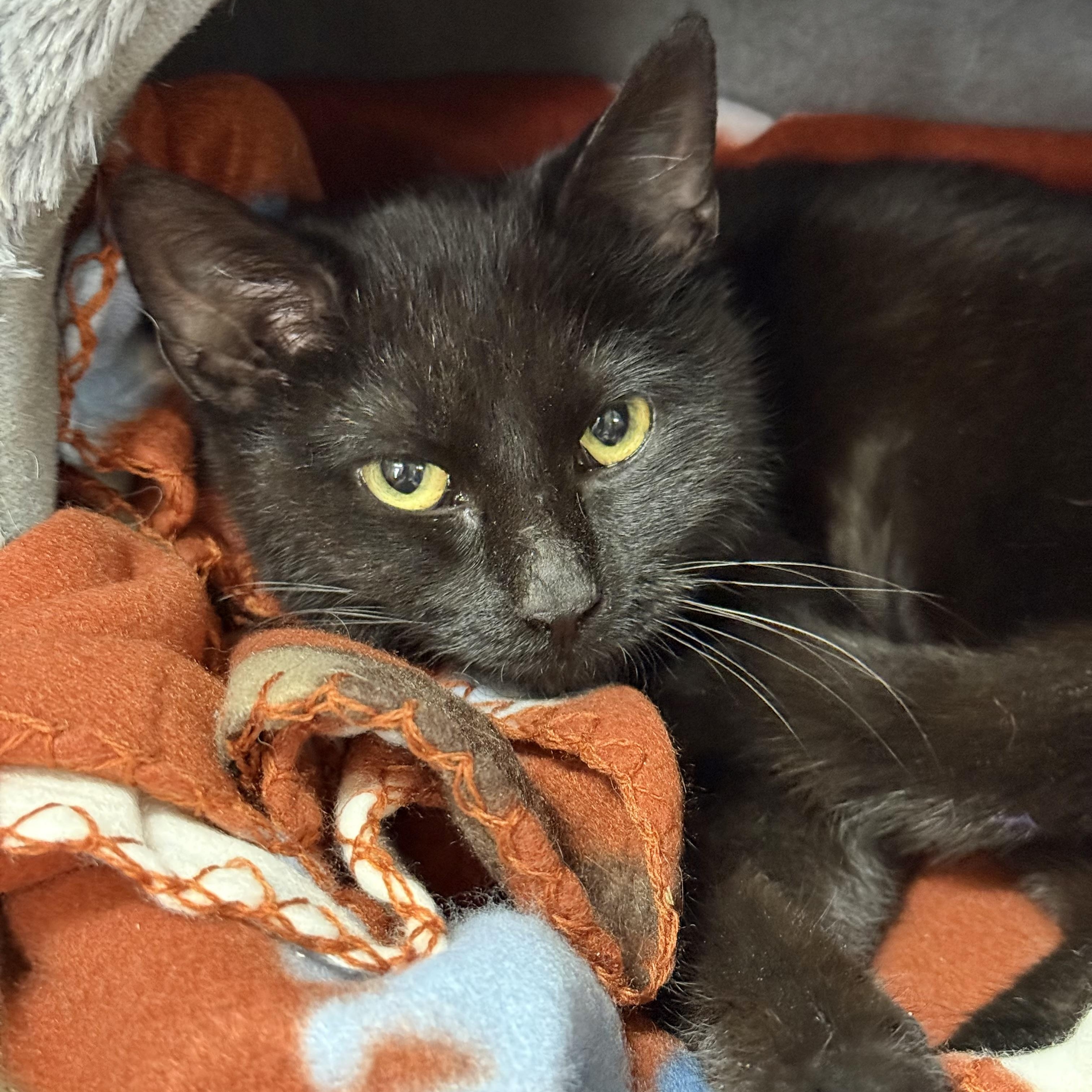 Enlarge Salem, an adoptable Domestic Medium Hair in Collierville, TN image 2/6