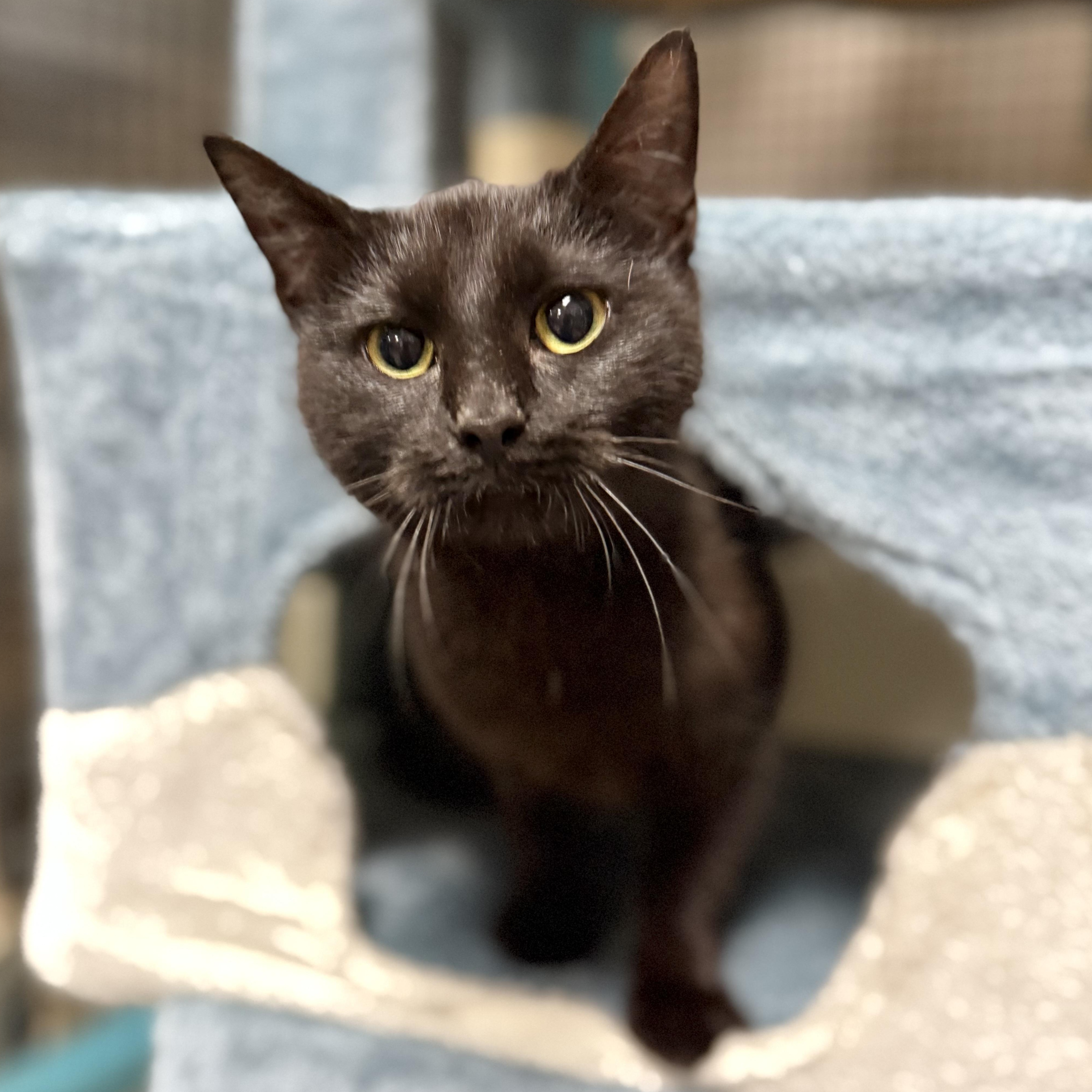 Enlarge Salem, an adoptable Domestic Medium Hair in Collierville, TN image 1/6