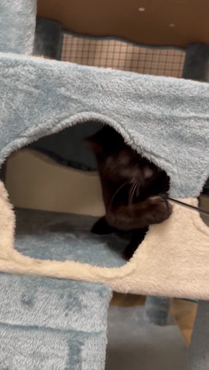 Enlarge Salem, an adoptable Domestic Medium Hair in Collierville, TN video 5/6