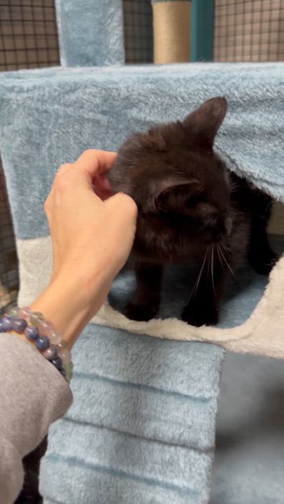 Enlarge Salem, an adoptable Domestic Medium Hair in Collierville, TN video 6/6