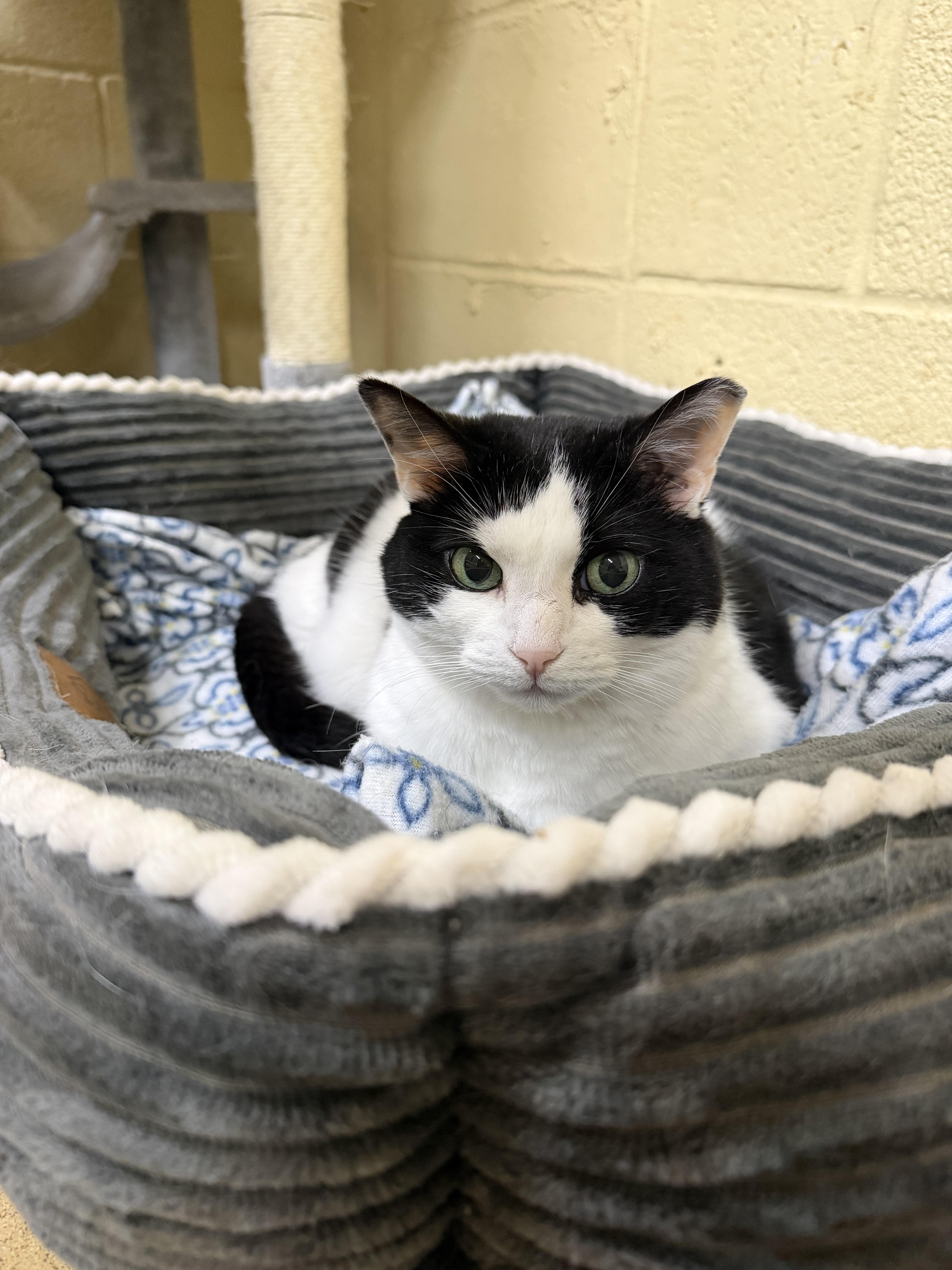 Babe, a Adoptable mixed breed in North Kingstown, RI image 3/6