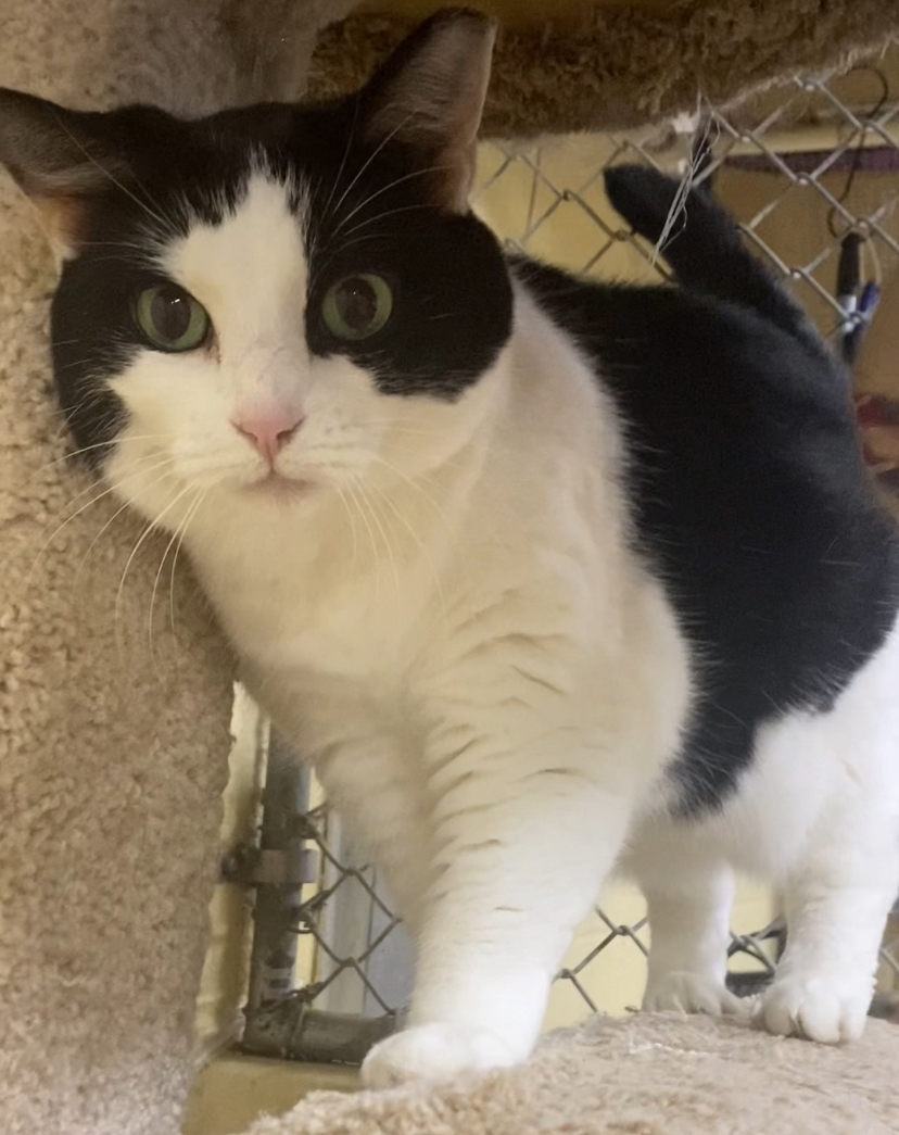 Babe, a Adoptable mixed breed in North Kingstown, RI image 1/6