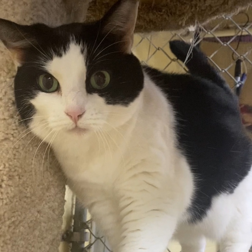 Babe, a Adoptable mixed breed in North Kingstown, RI image 3/5
