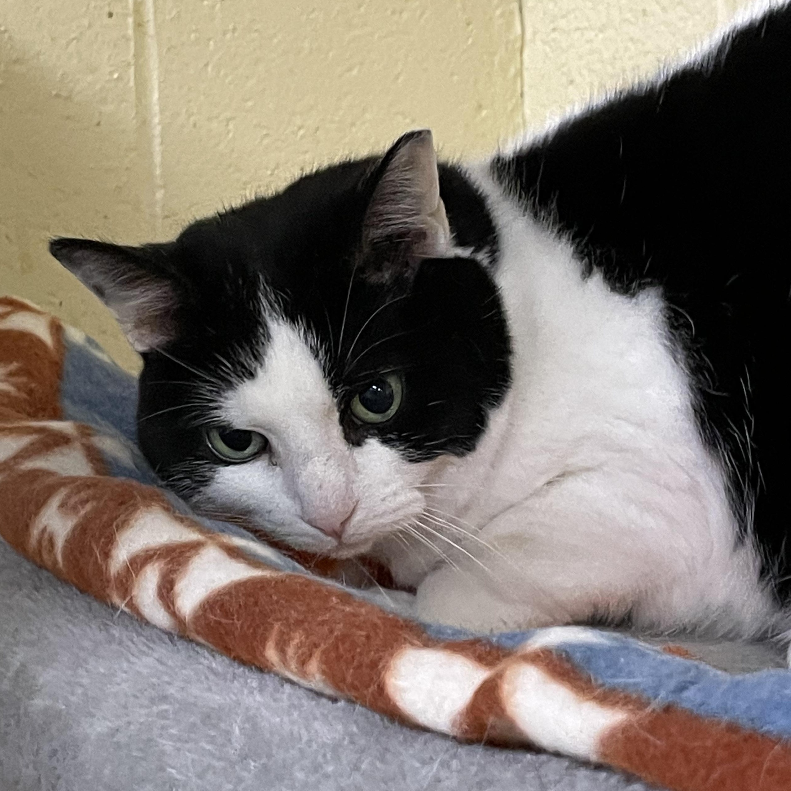 Babe, a Adoptable mixed breed in North Kingstown, RI image 2/5