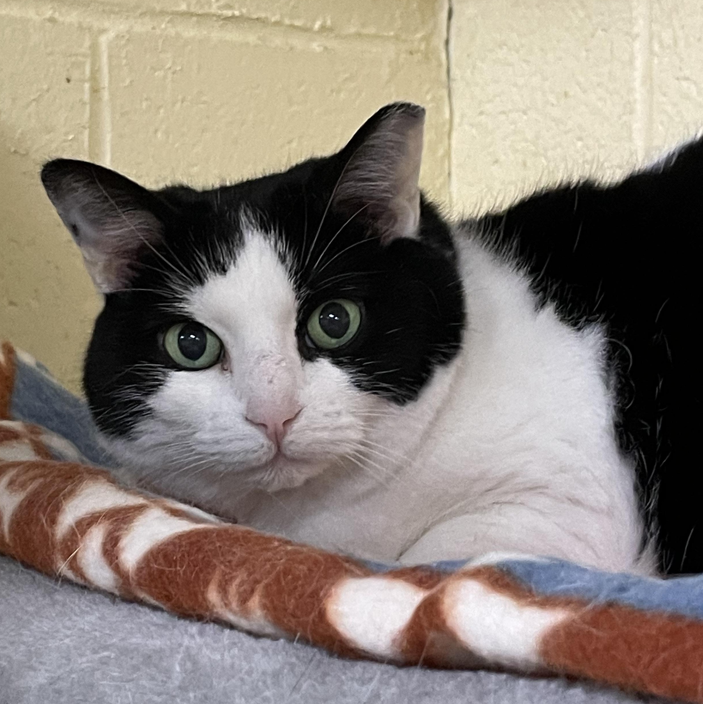 Babe, a Adoptable mixed breed in North Kingstown, RI image 1/5