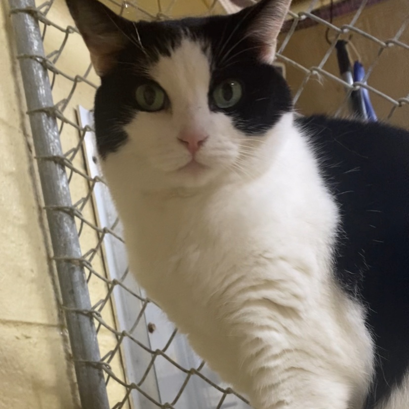 Babe, a Adoptable mixed breed in North Kingstown, RI image 4/5